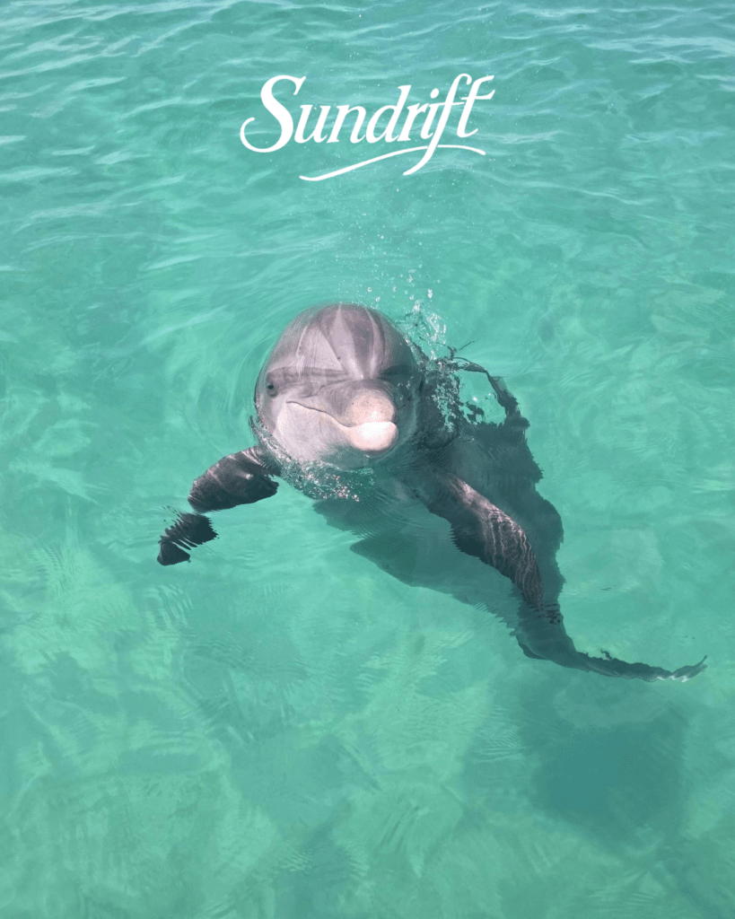 Dolphin swimming in clear emerald water near Okaloosa Island on Florida’s Emerald Coast