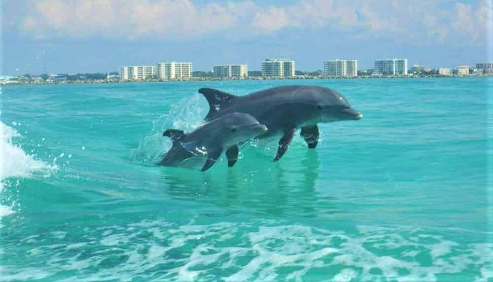 Dolphins swimming near Destin Florida during a Destin Boat Company dolphin cruise on the Emerald Coast