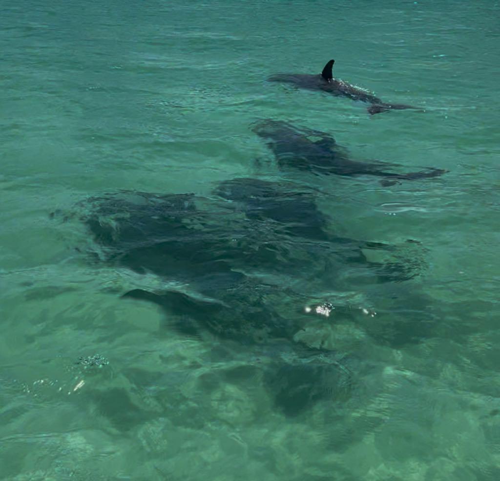 Dolphins swimming in emerald water during a dolphin cruise near Destin and Okaloosa Island Florida