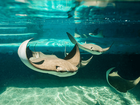 Stingrays swimming underwater at Gulfarium Marine Adventure Park on Okaloosa Island in Fort Walton Beach Florida