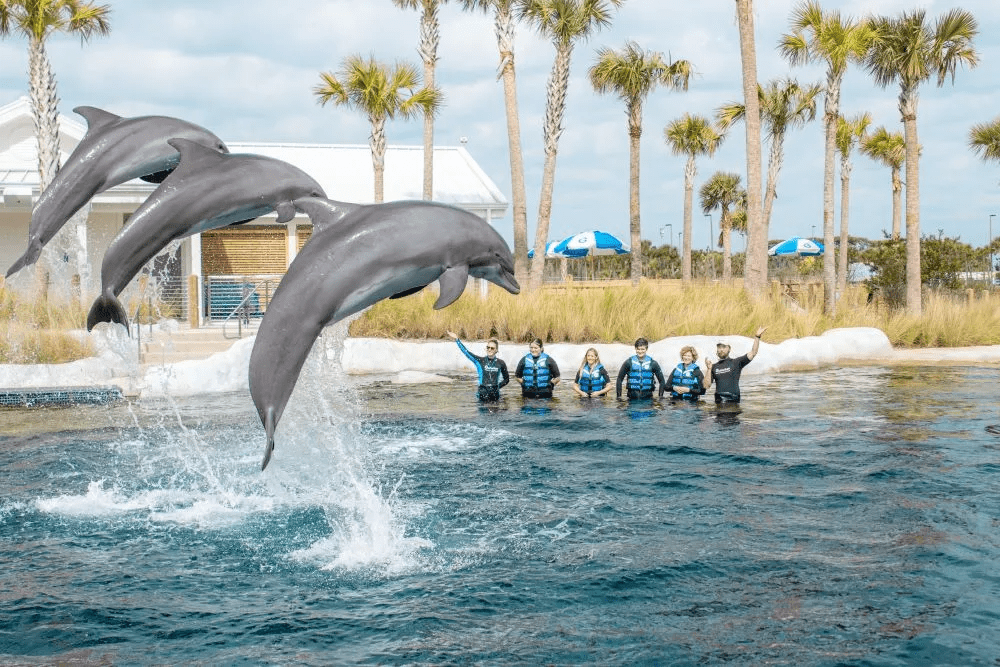 Dolphins jumping during a show at Gulfarium Marine Adventure Park on Okaloosa Island near Destin Florida