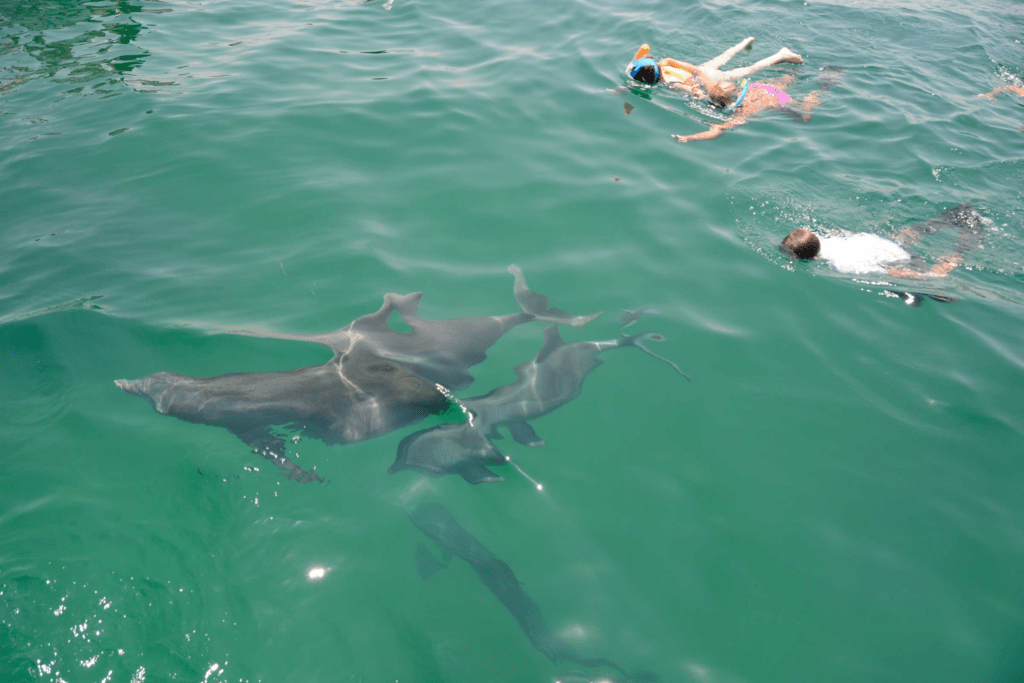 Snorkelers watching dolphins swimming in clear emerald water near Fort Walton Beach on Florida’s Emerald Coast