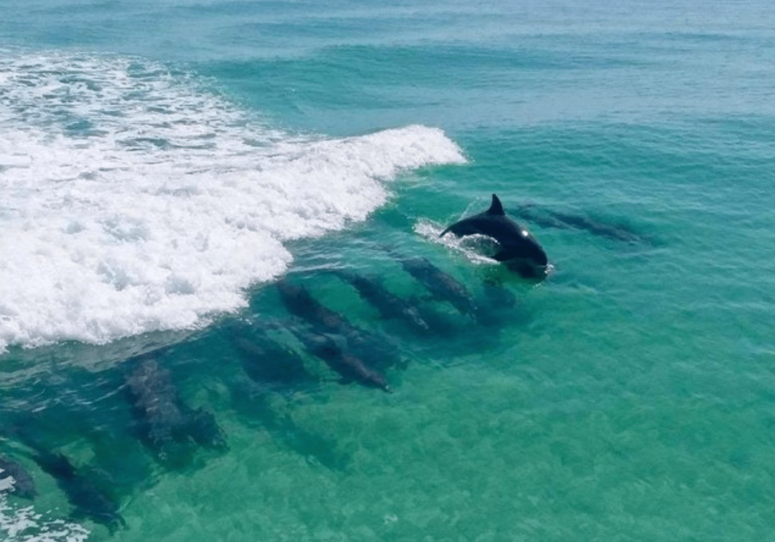 Dolphin swimming in emerald water near Crab Island in Destin Florida