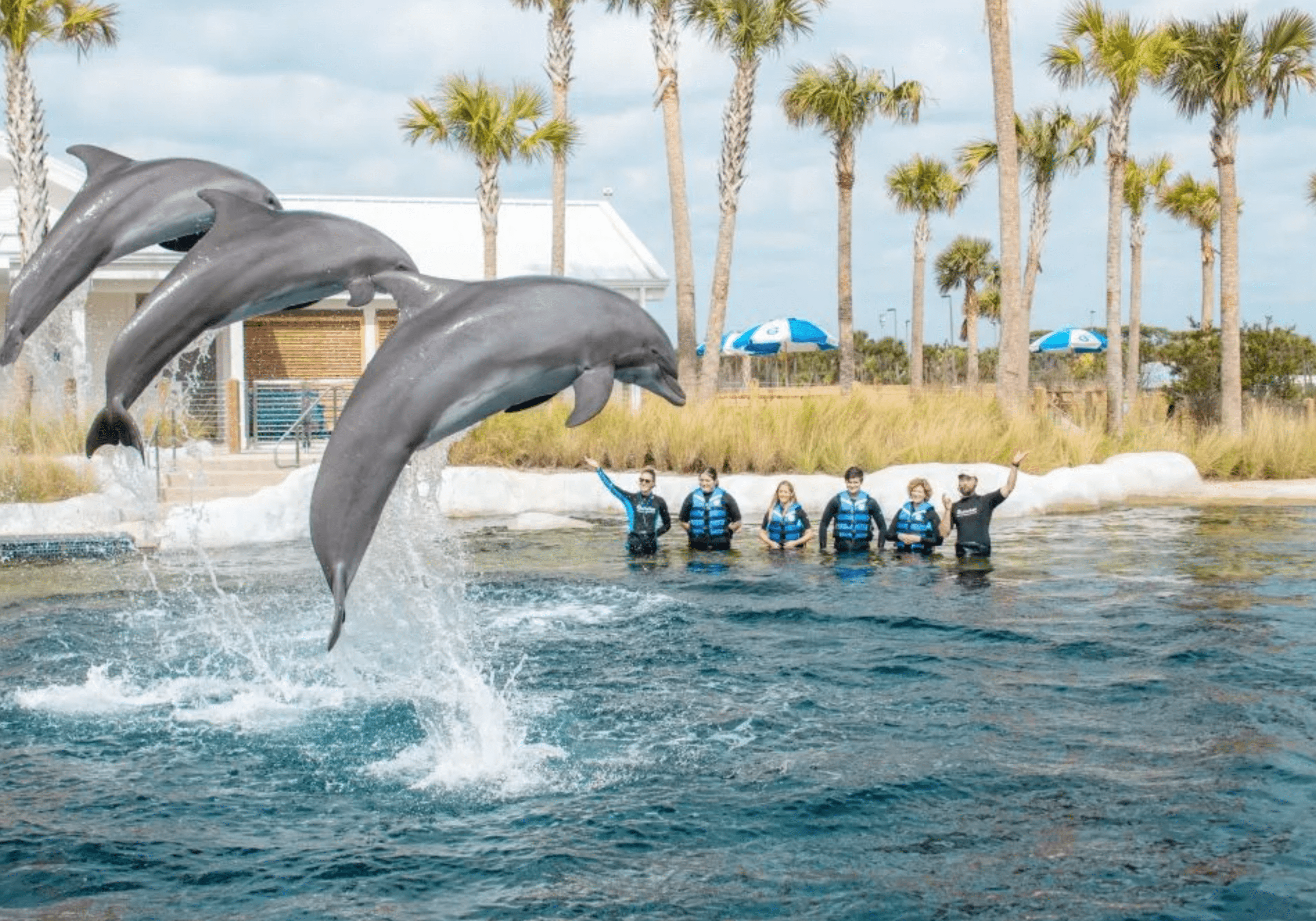 Dolphins jumping at Gulfarium Marine Adventure Park in Fort Walton Beach Florida