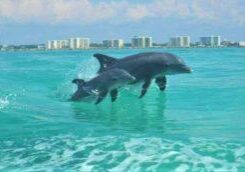 Dolphins jumping in the water near Destin Florida on a dolphin cruise