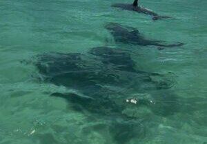 Dolphins swimming in emerald water during a dolphin cruise near Destin and Okaloosa Island Florida